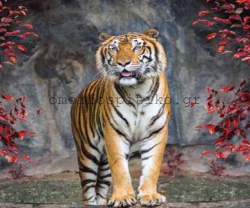 ΡΟΛΕΡ ΕΚΤΥΠΩΣΗ ΜΕ ΣΧΕΔΙΟ... 2