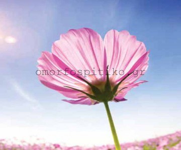 ΡΟΛΕΡ ΕΚΤΥΠΩΣΗ ΜΕ ΣΧΕΔΙΟ... 2