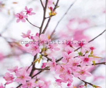 ΡΟΛΕΡ ΕΚΤΥΠΩΣΗ ΜΕ ΣΧΕΔΙΟ... 2