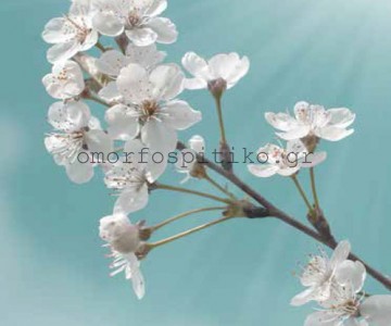 ΡΟΛΕΡ ΕΚΤΥΠΩΣΗ ΜΕ ΣΧΕΔΙΟ... 2