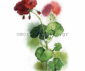 ΡΟΛΕΡ ΕΚΤΥΠΩΣΗ ΜΕ ΣΧΕΔΙΟ... 2