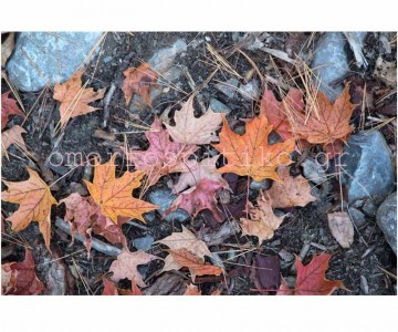 ΡΟΛΕΡ ΕΚΤΥΠΩΣΗ ΜΕ ΛΟΥΛΟΥΔΙΑ... 2