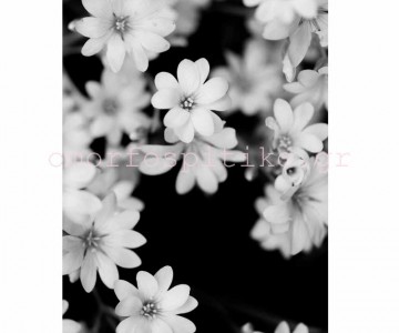 ΡΟΛΕΡ ΕΚΤΥΠΩΣΗ ΜΕ ΛΟΥΛΟΥΔΙΑ... 2